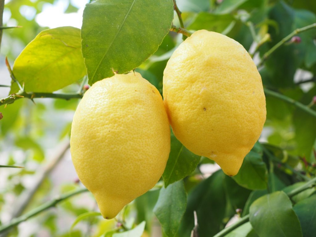 lemon-1117568_1280