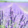 lavender-blossom-1595581_1280