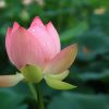 lotus-944379_1280