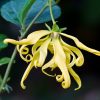 出典：https://jp.pinterest.com/avalonorganics/essential-oil-ylang-ylang/