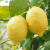 lemon-1117568_1280