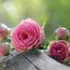 rose-1687884_1280