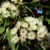 eucalyptus-flower-777903_1280