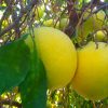 grapefruit-309225_1280